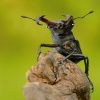 Rohac obecny - Lucanus cervus - Stag Beetle 8617